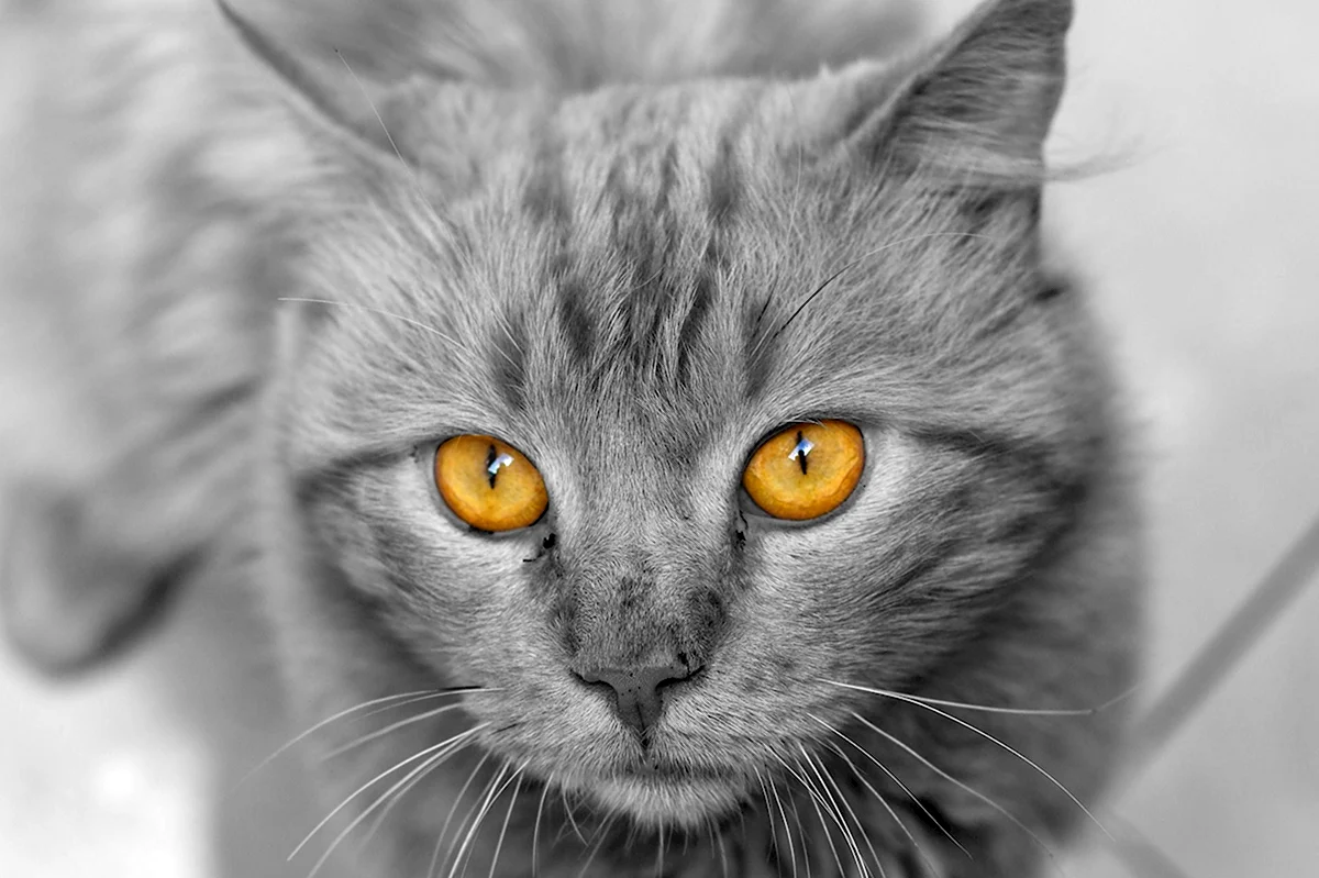 Серая кошка с янтарными глазами