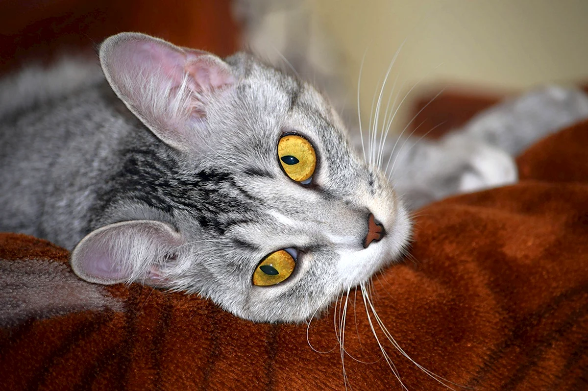 Серая кошка с желтыми глазами