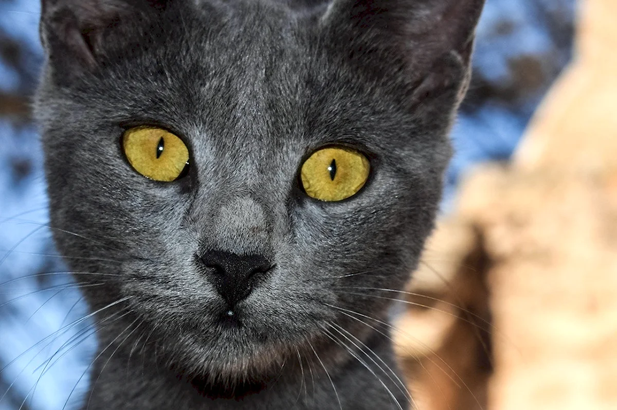 Серая кошка с желтыми глазами
