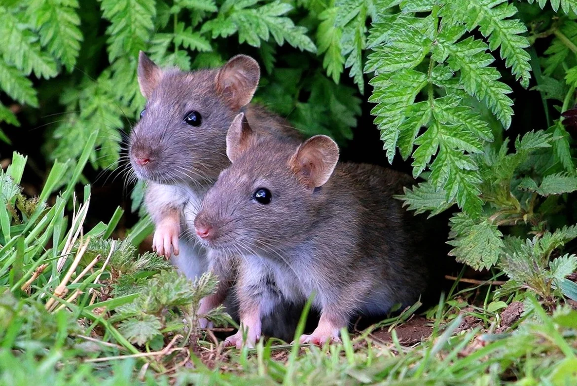Серая крыса Пасюк - Rattus norvegicus.