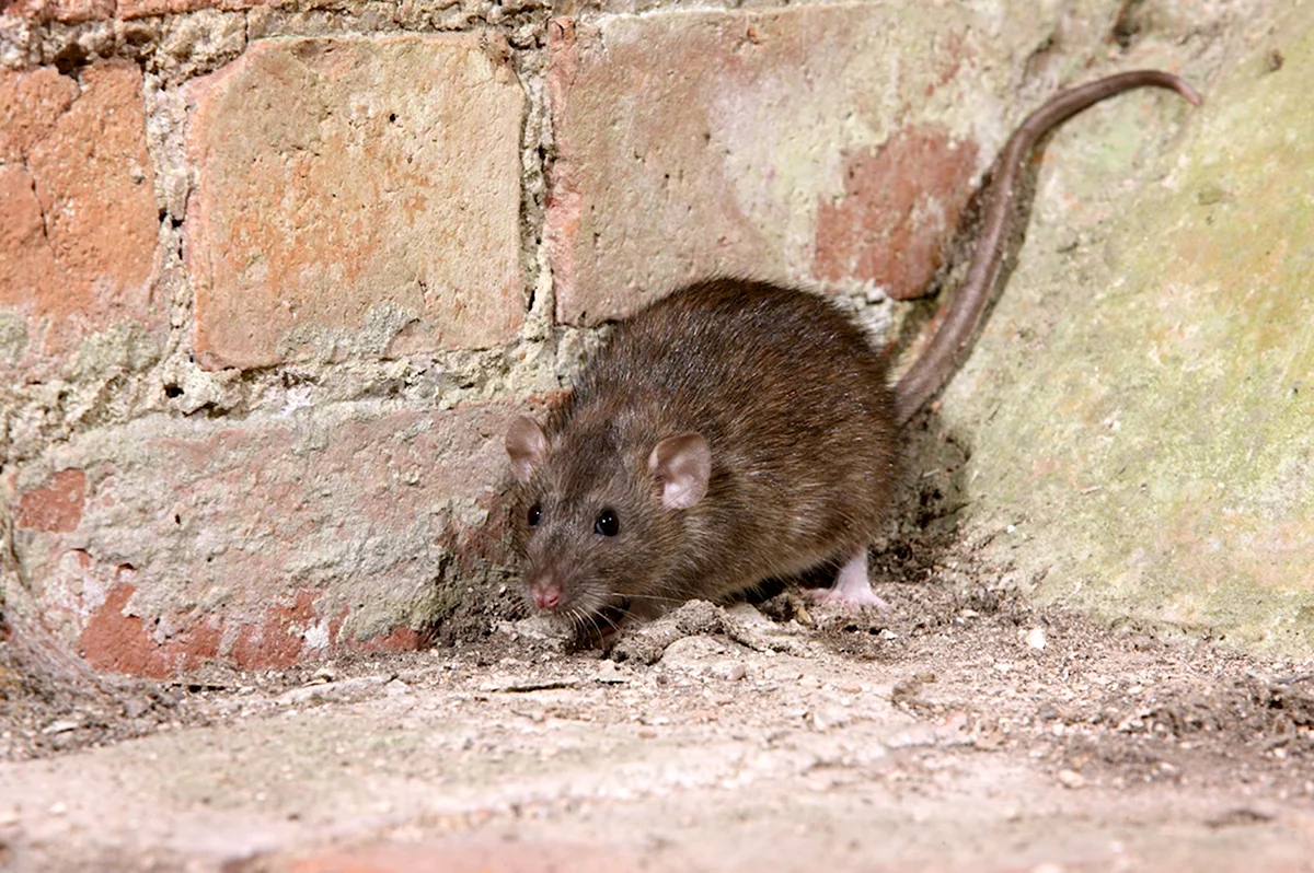 Серая крыса Пасюк - Rattus norvegicus.
