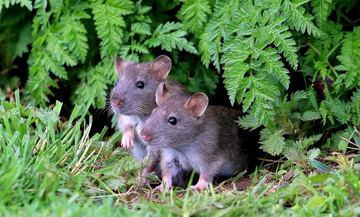 Серая крыса Rattus norvegicus