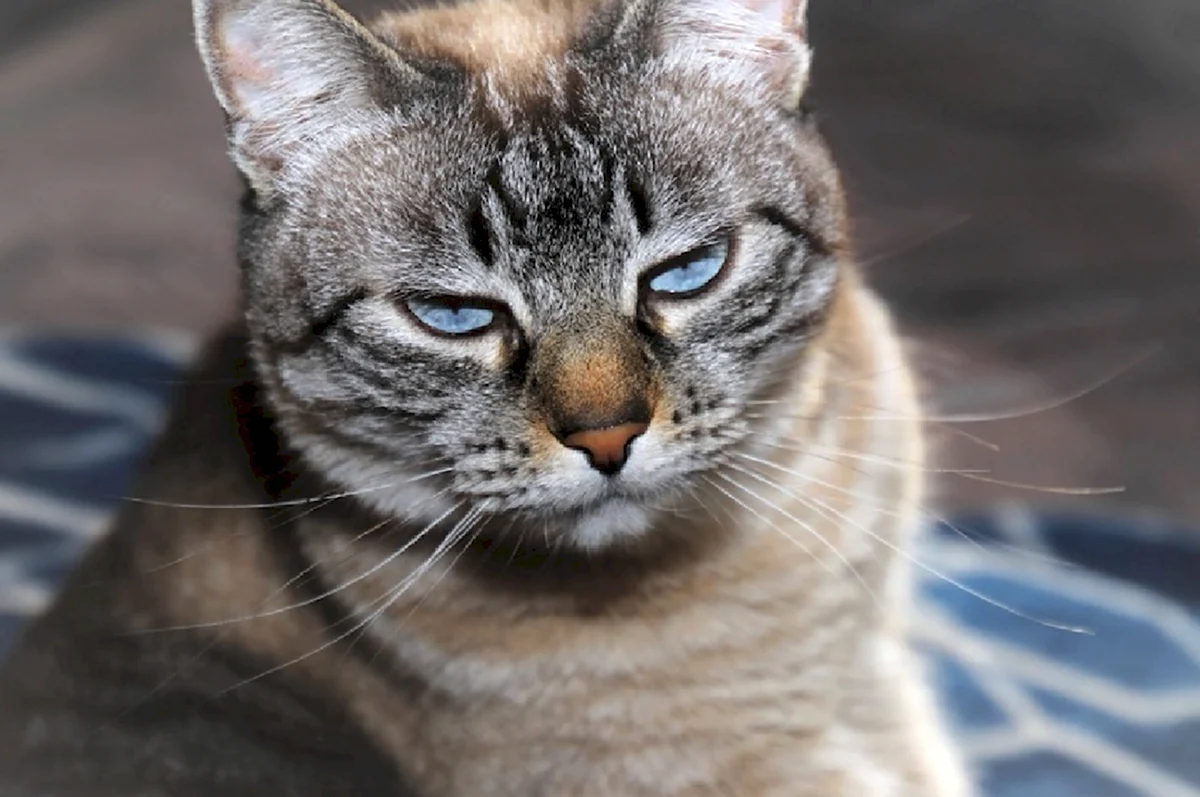 Серая полосатая кошка с голубыми глазами