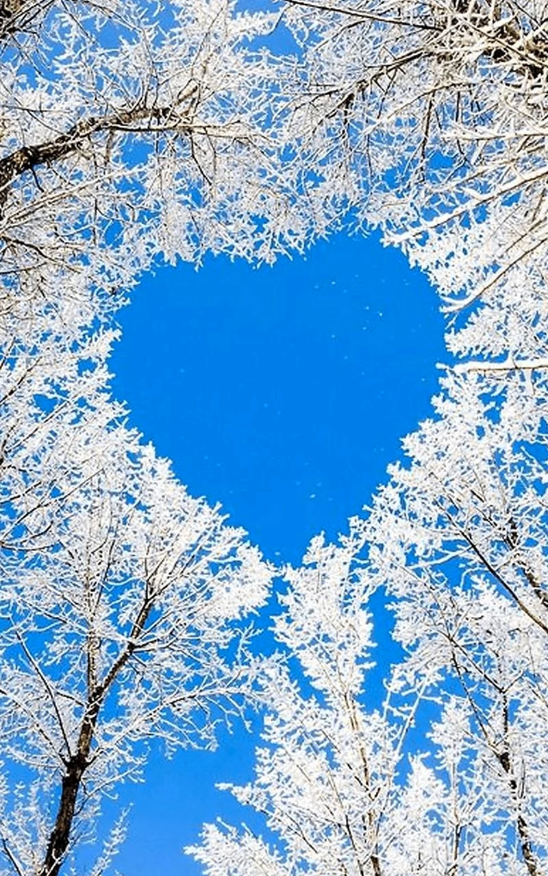 Сердце на зимнем дереве