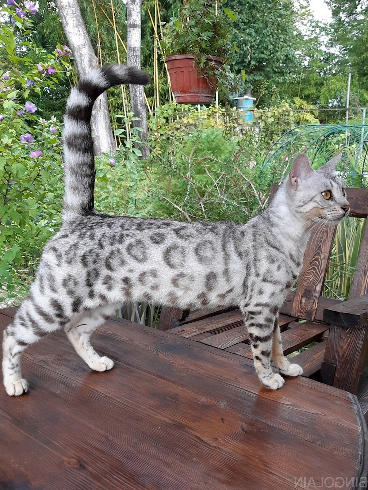 Серебристый бенгальский кот