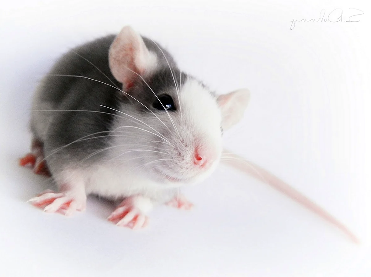 Серо белая крыса домашняя Дамбо