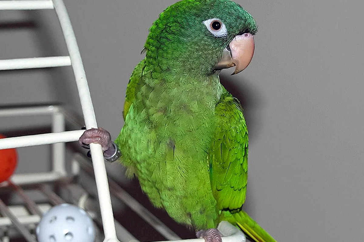 Серо зеленый попугай