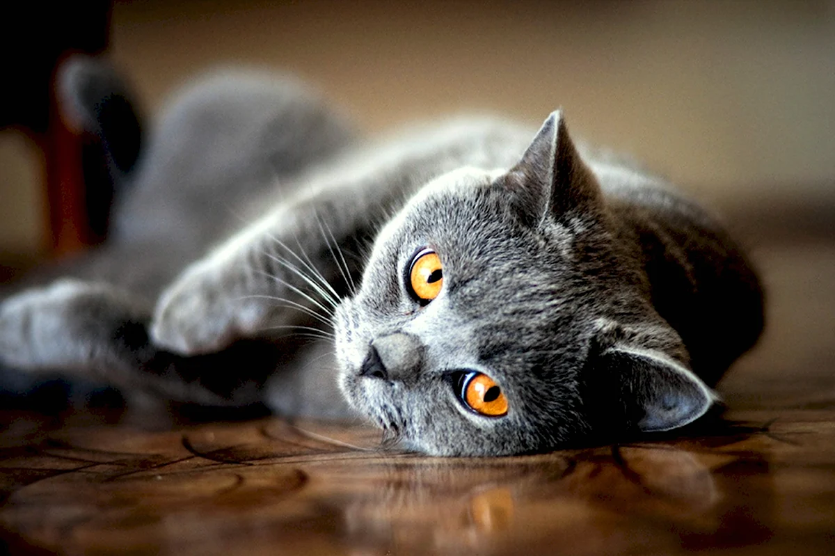 Серый британец кот с желтыми глазами