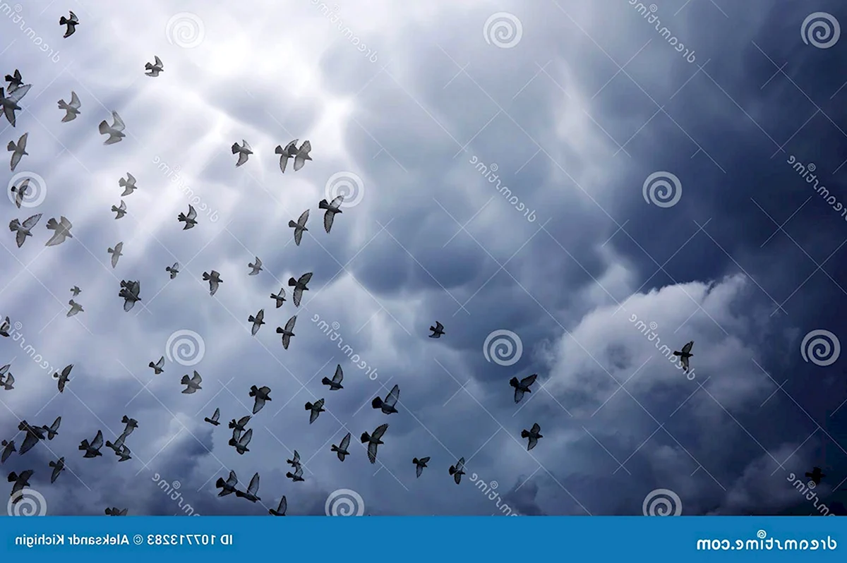 Серый голубь в небе