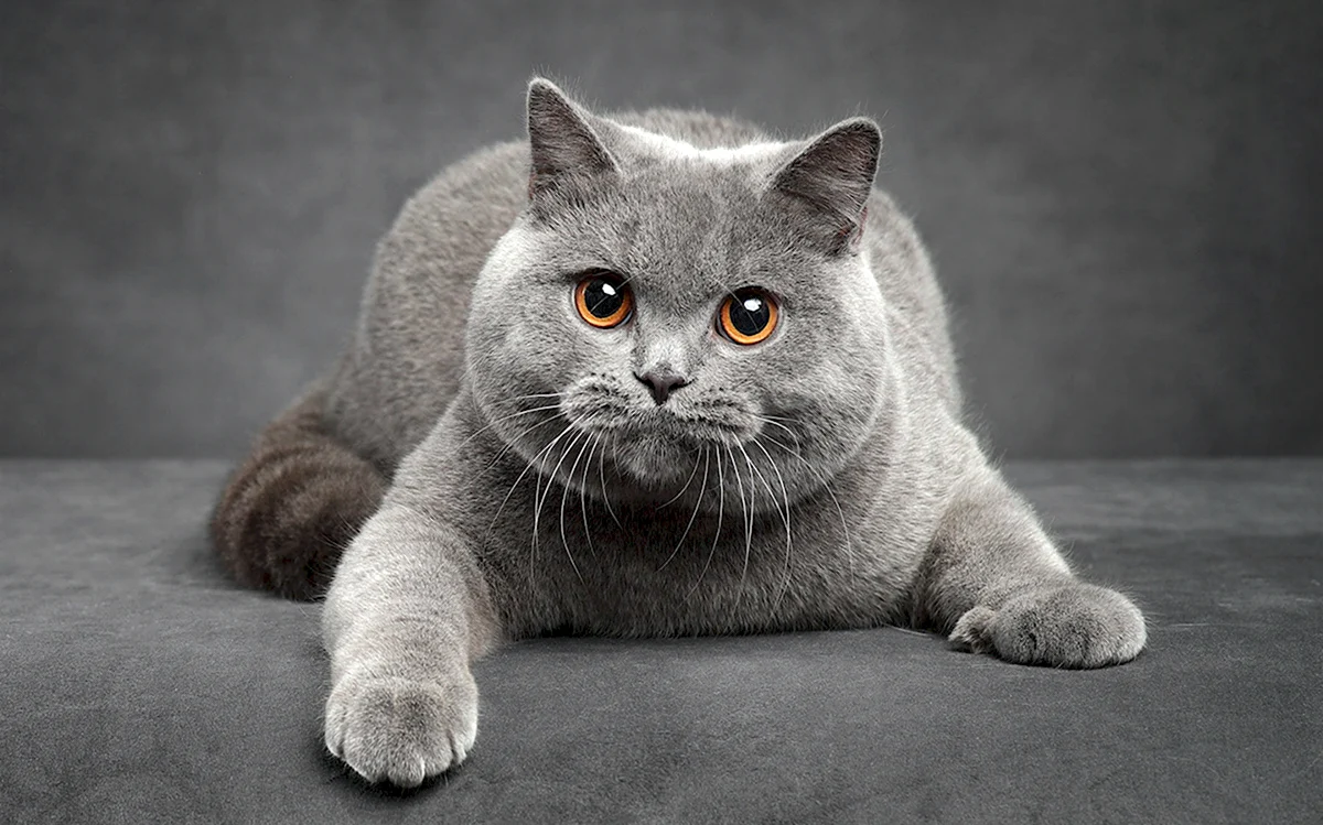 Серый кот британец лапки