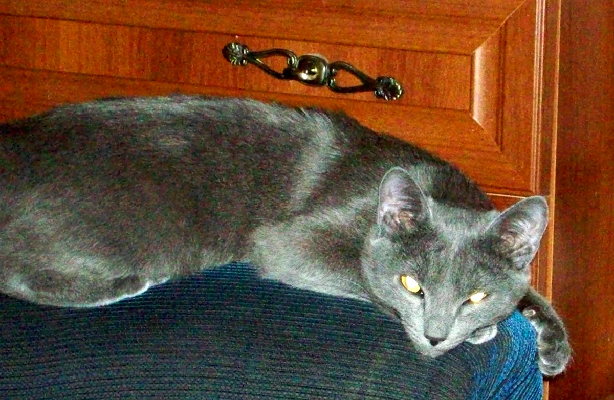 Серый кот порода дворняга