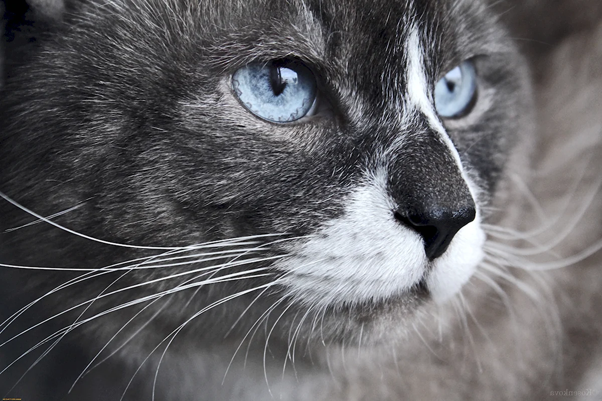 Серый кот с голубыми глазами