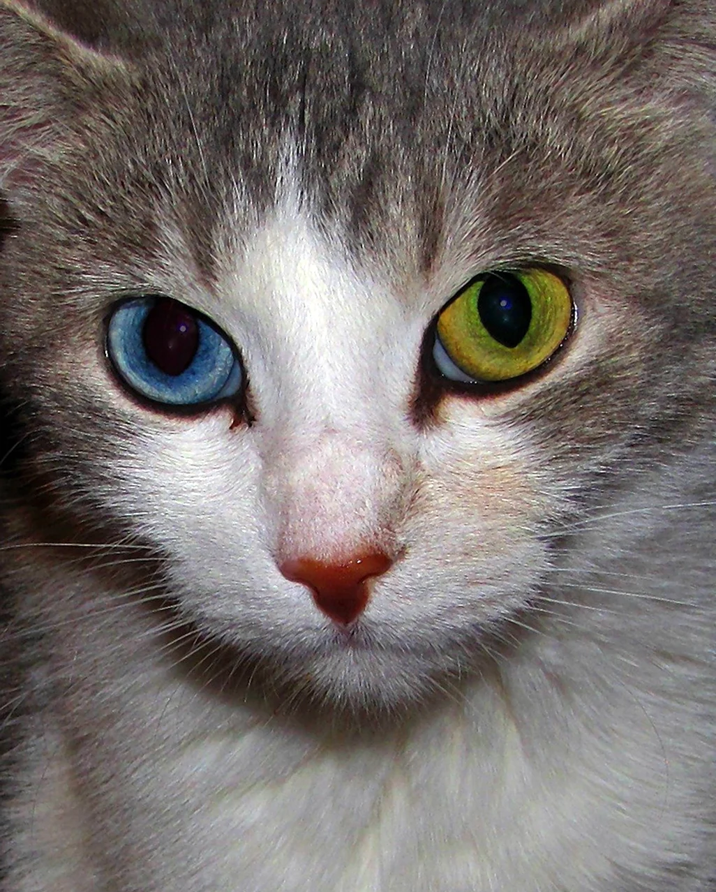 Серый кот с разными глазами