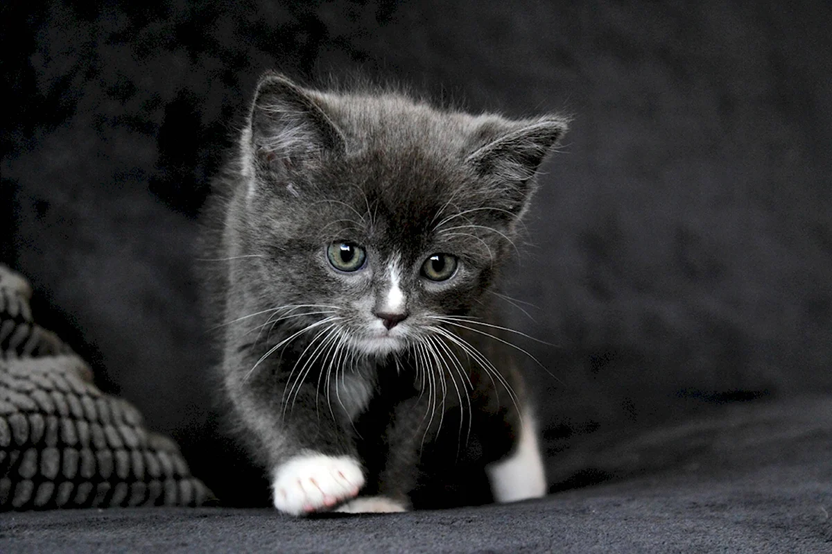 Серый котёнок