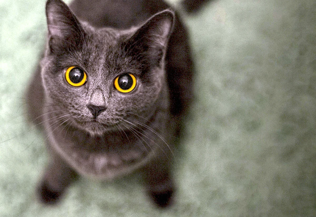 Серый котенок с желтыми глазами