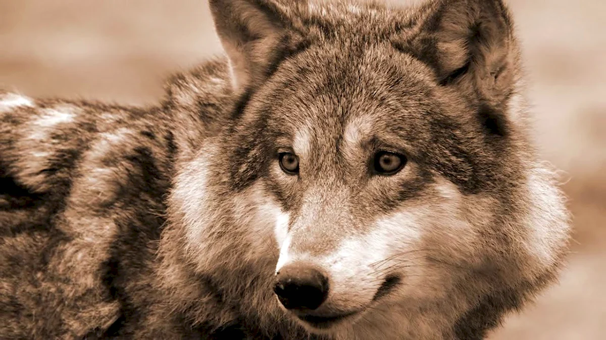 «Серый волк» Сары Буре