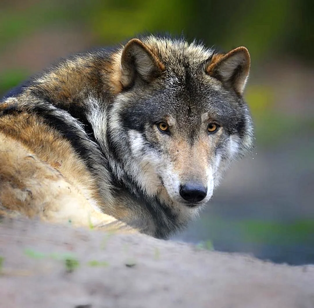 Серый волк вожак