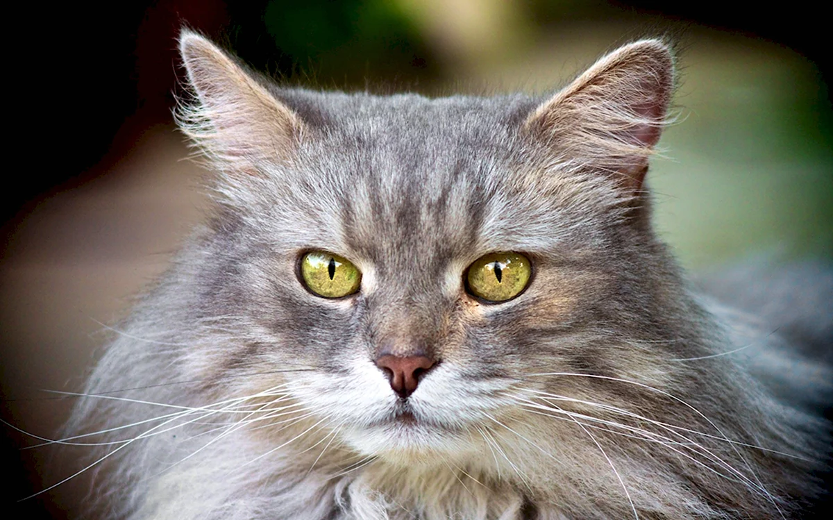 Серый желтоглазый Сибирский кот
