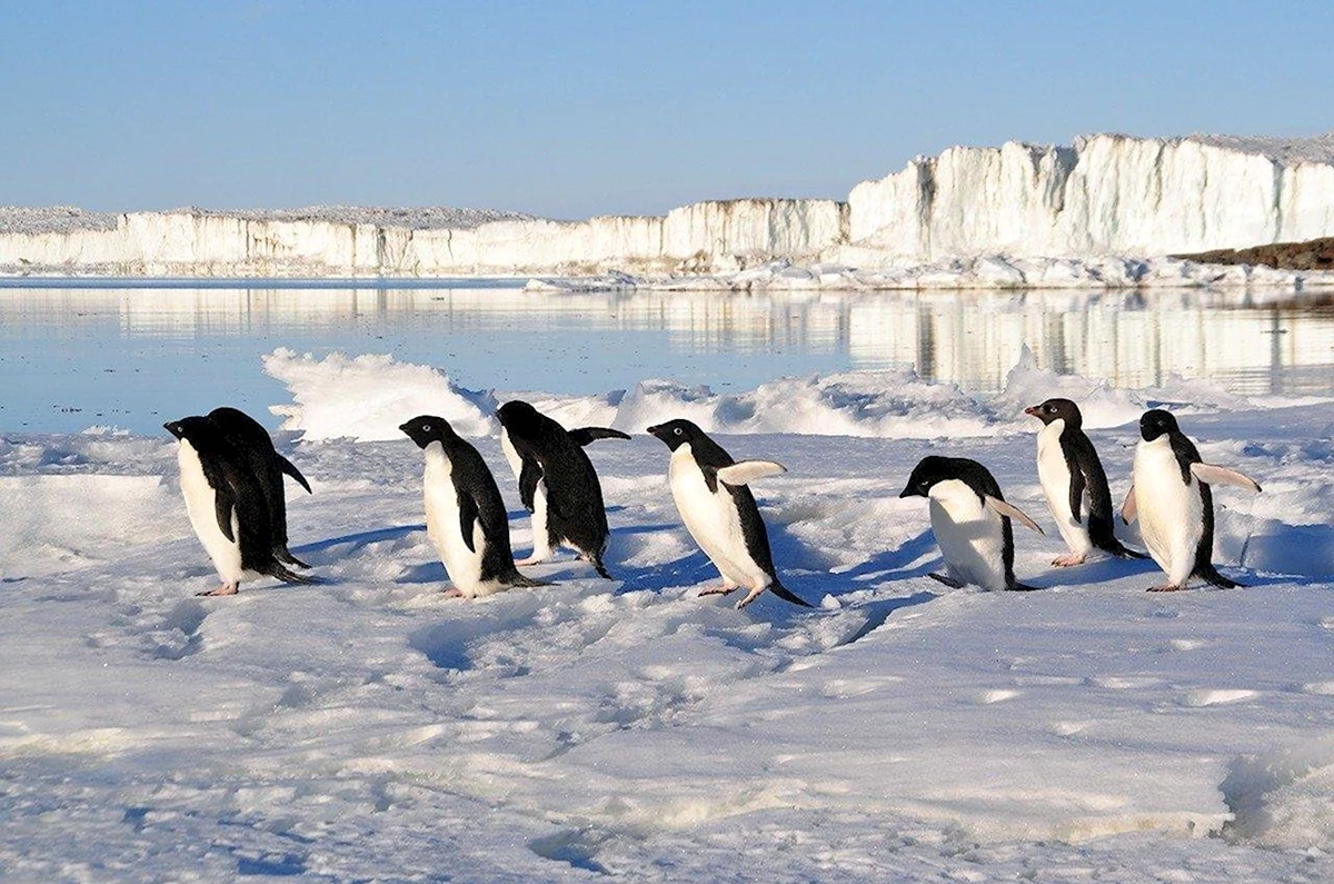 Северный Ледовитый океан пингвины