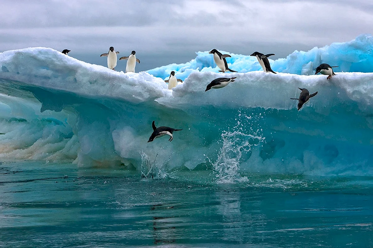 Северный Ледовитый океан животные мир