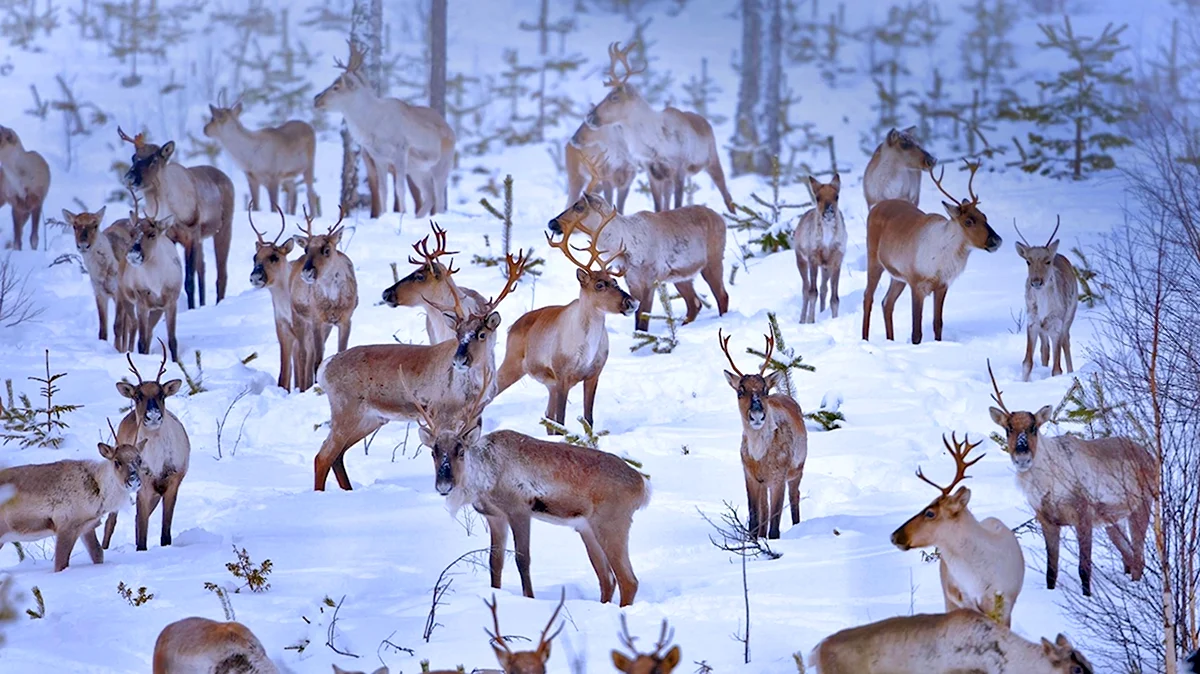 Северный олень Финляндия