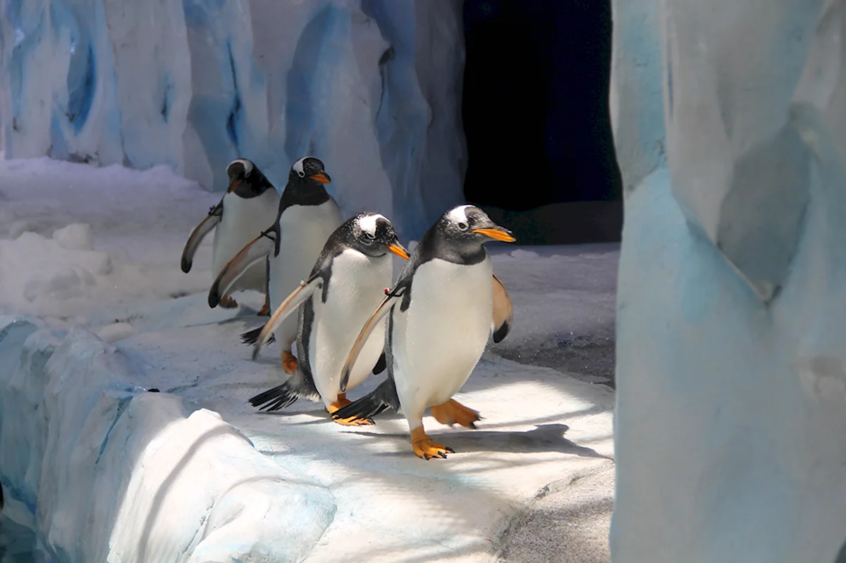 Северный полюс пингвины