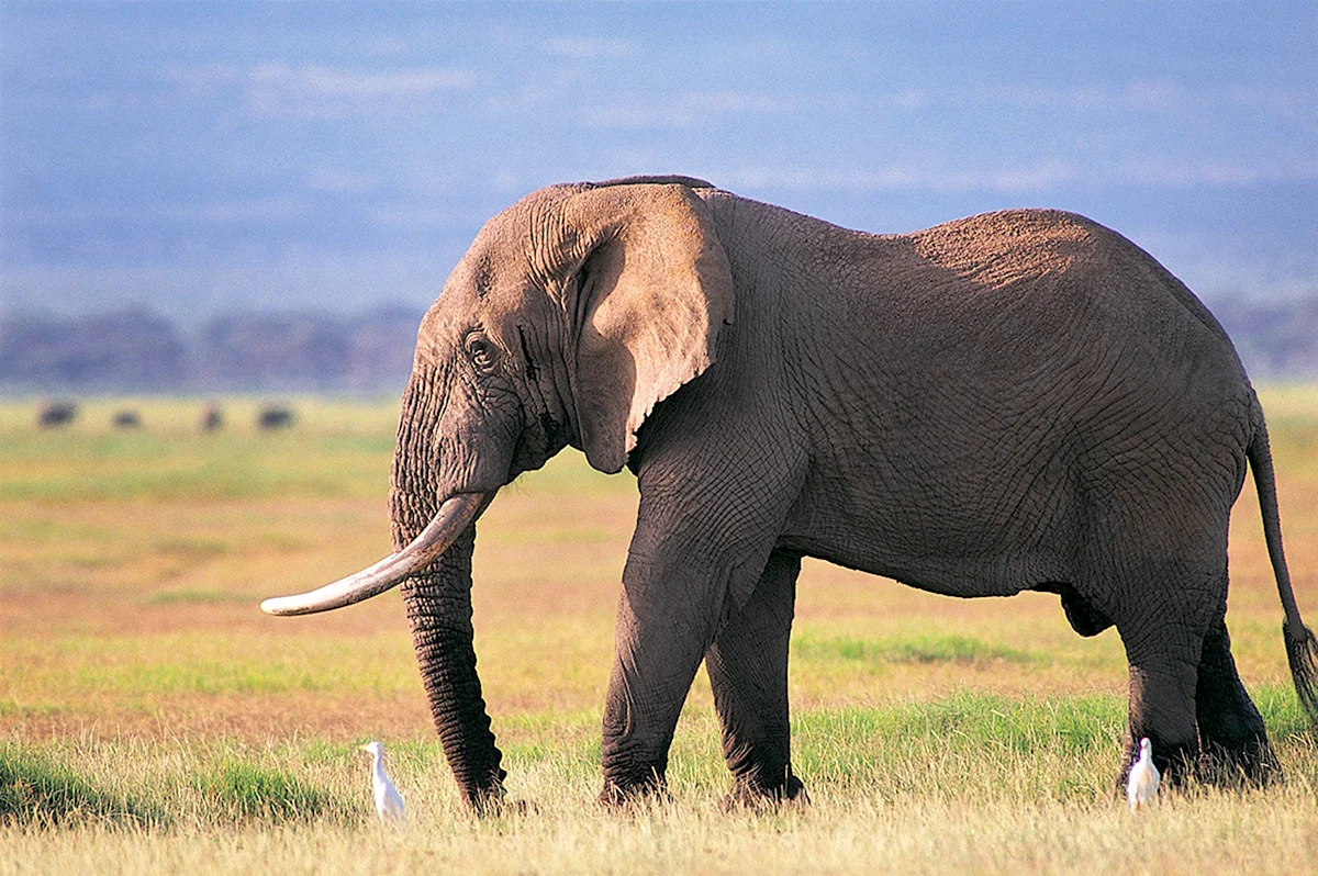 Североафриканский слон