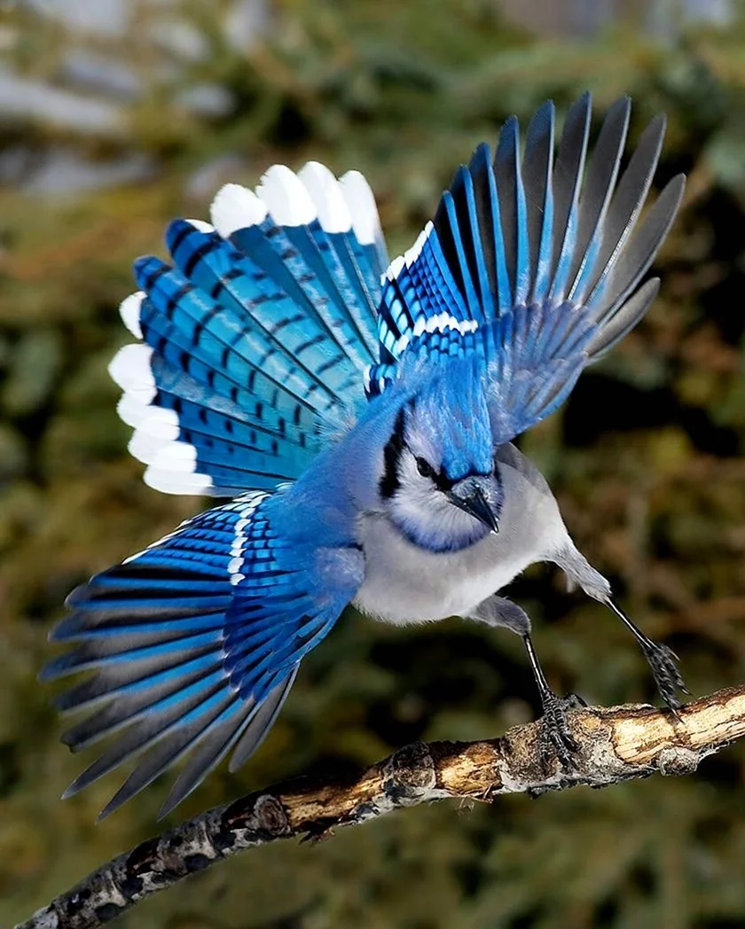 Североамериканская голубая Сойка