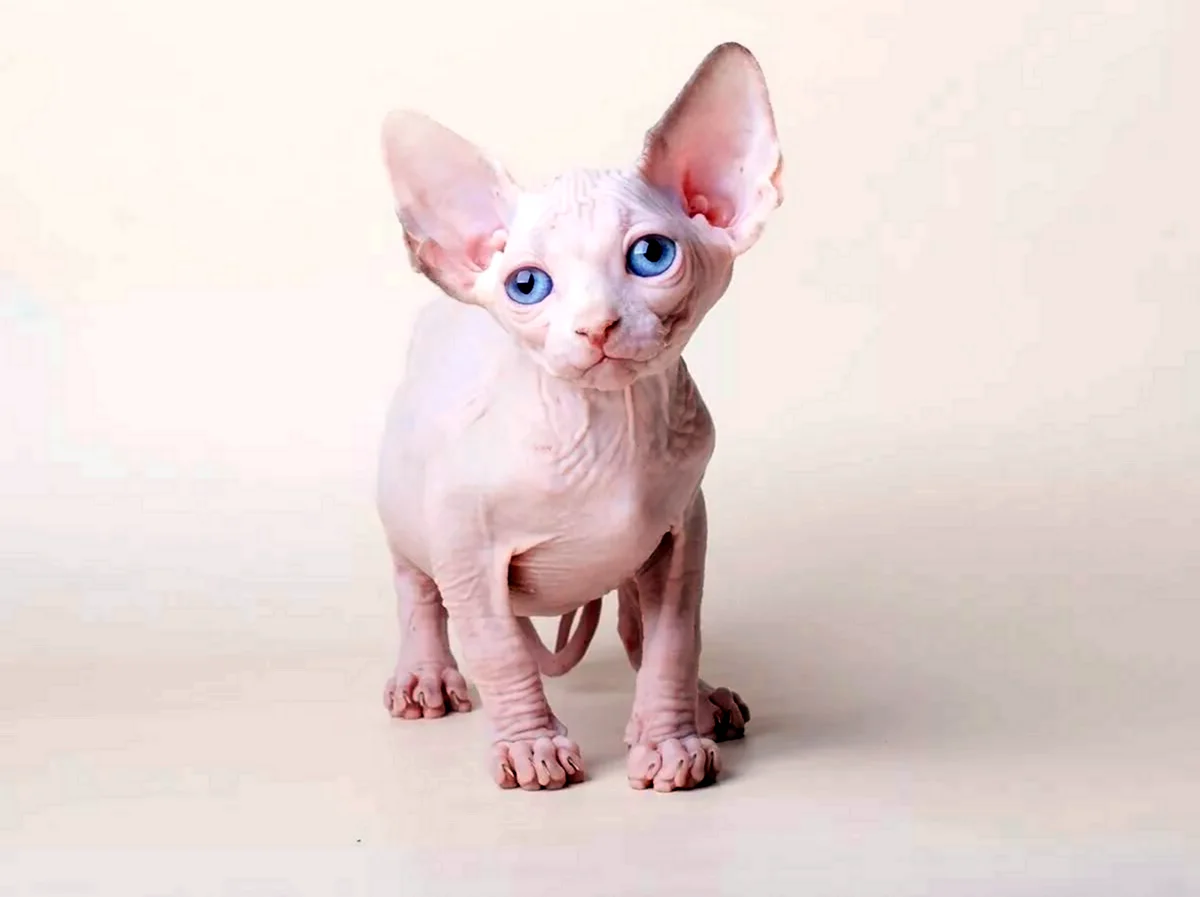 Сфинкс кошка котенок