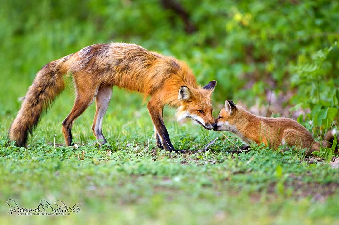 Шакаловые лисицы