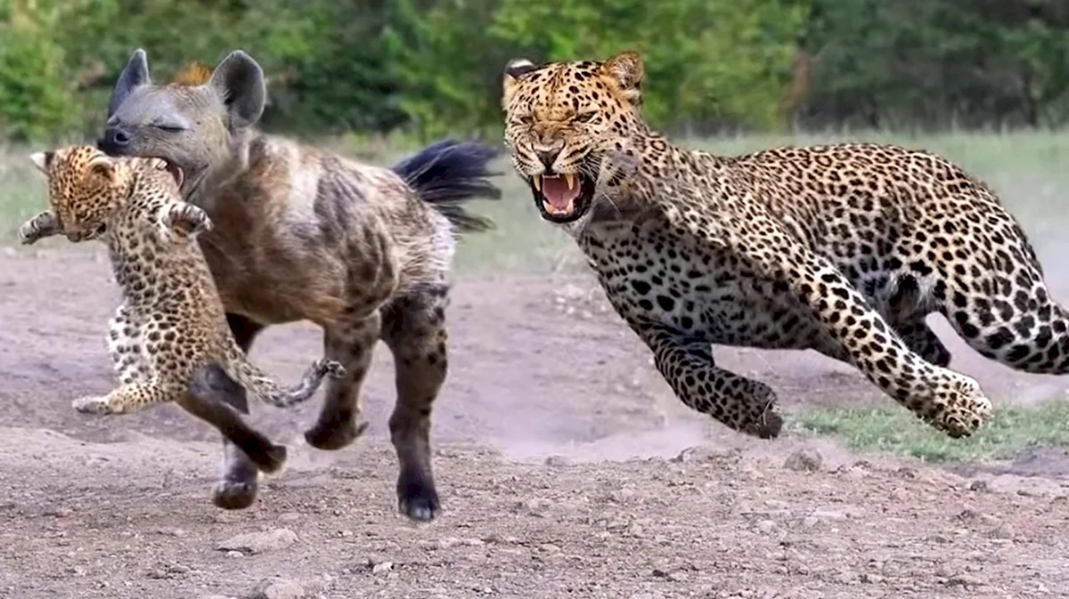 Шакалы гиены Лев леопард