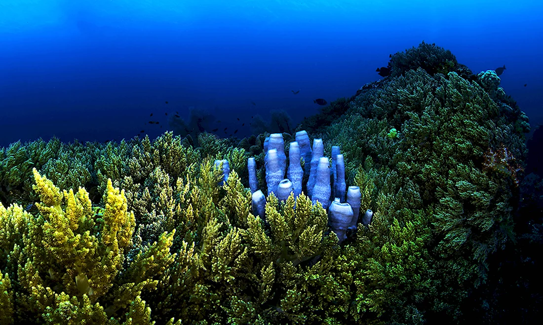 Шарм-Эль-Шейх кораллы