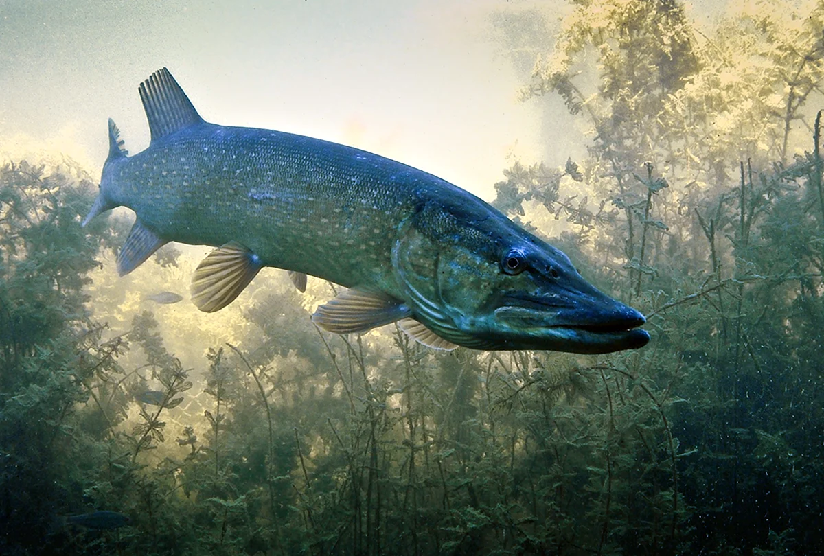 Щука это хищник. Щука Esox Lucius. Вид обыкновенная щука - Esox Lucius. Балтийская щука.