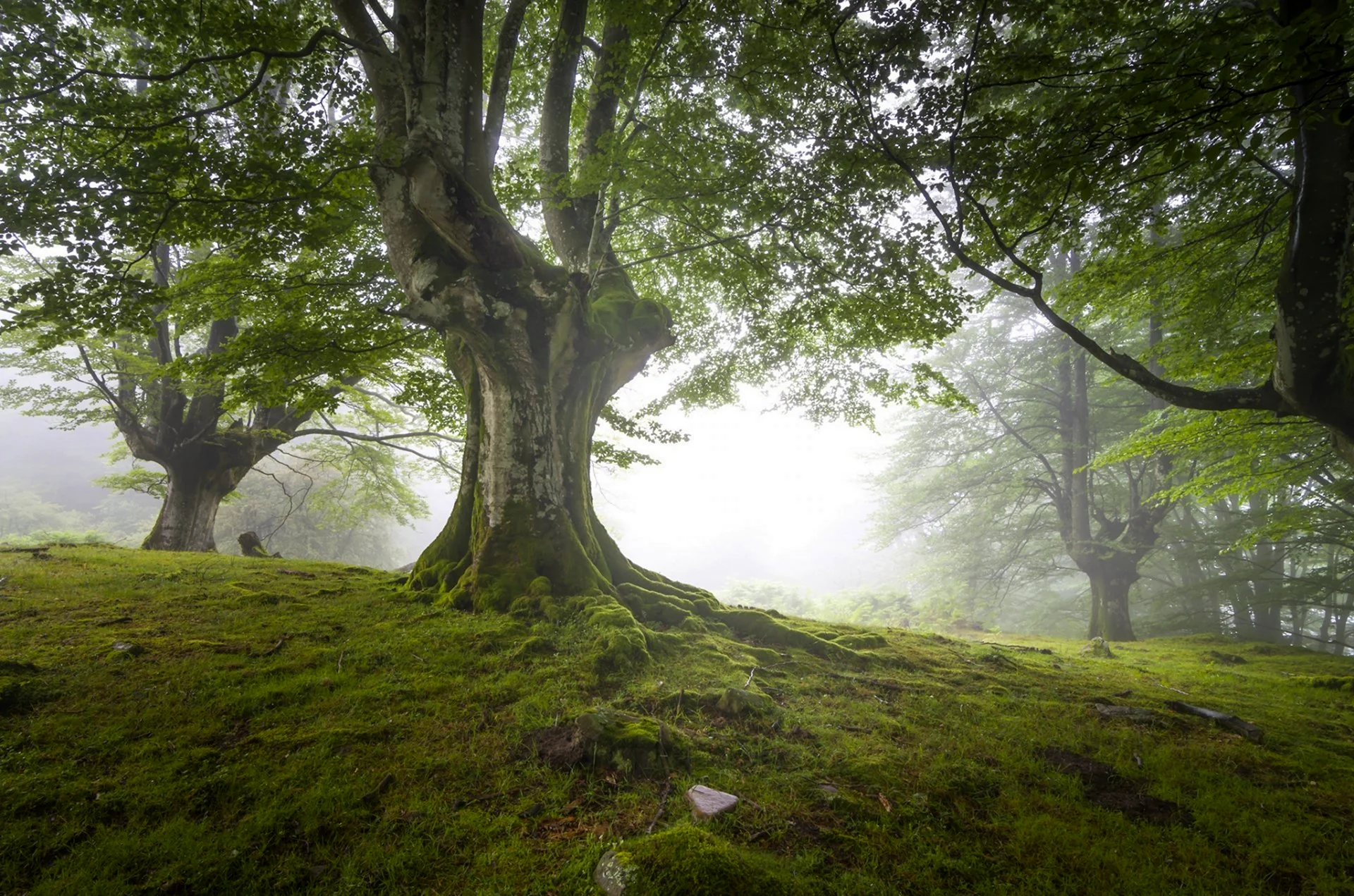 Шервудский лес Англия панорама