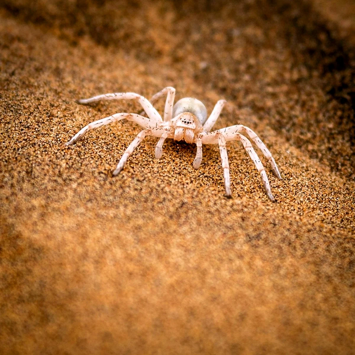 Шестилапый песочный паук