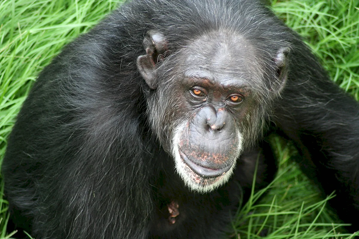 Шимпанзе Альфа