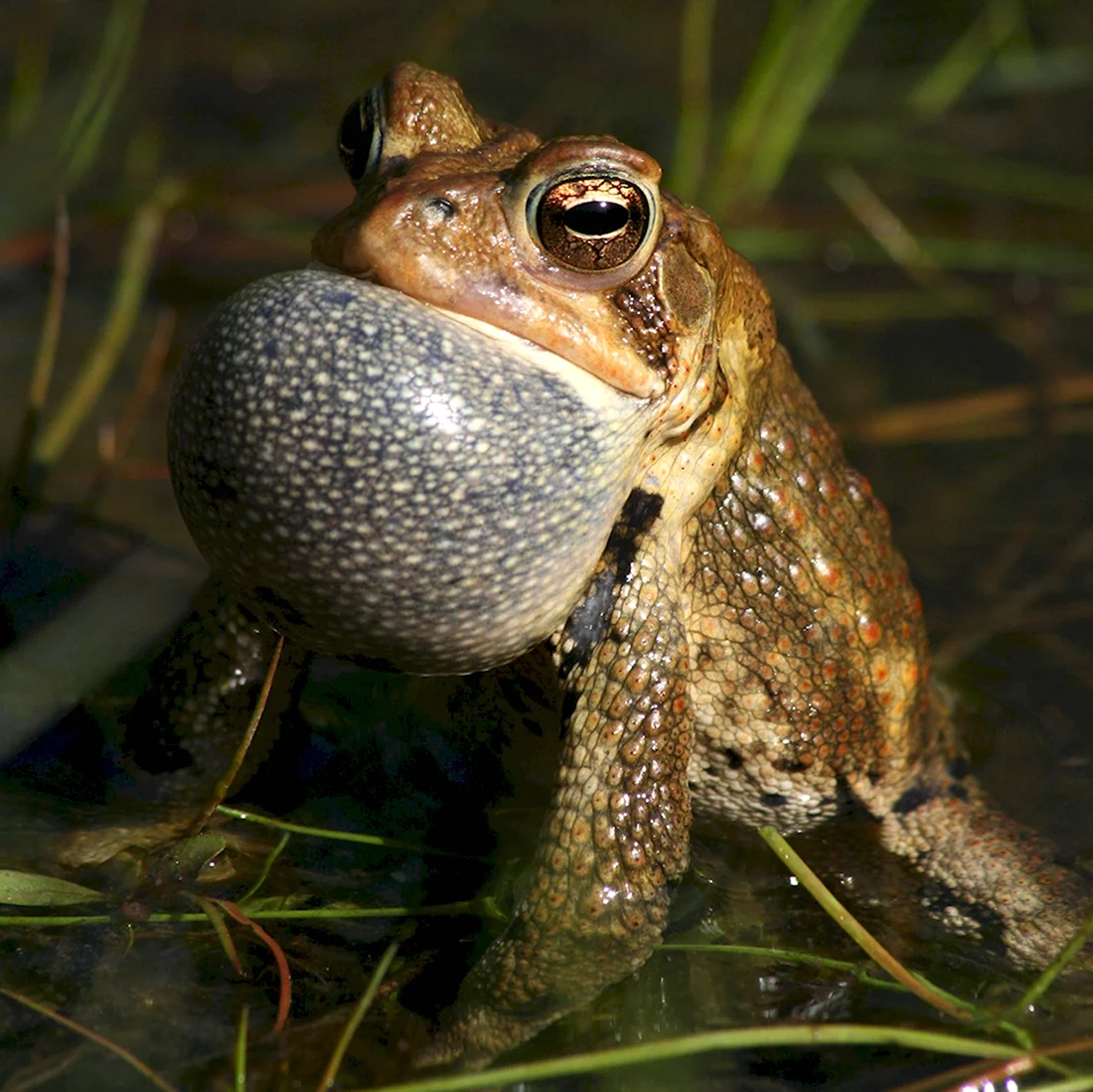 Шишкоголовая жаба