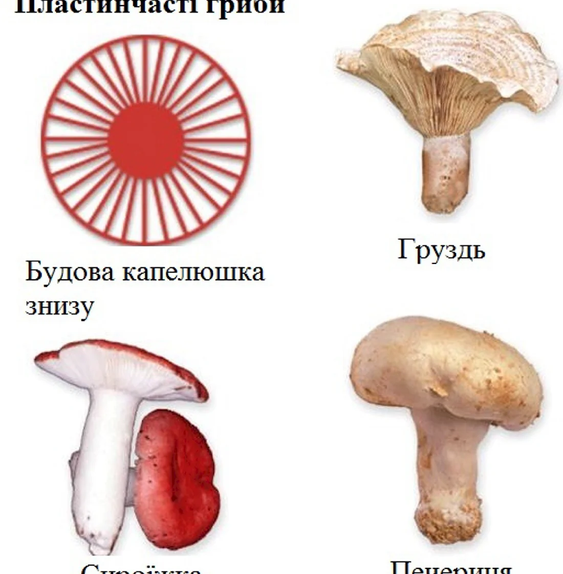 Шляпочные грибы трубчатые и пластинчатые