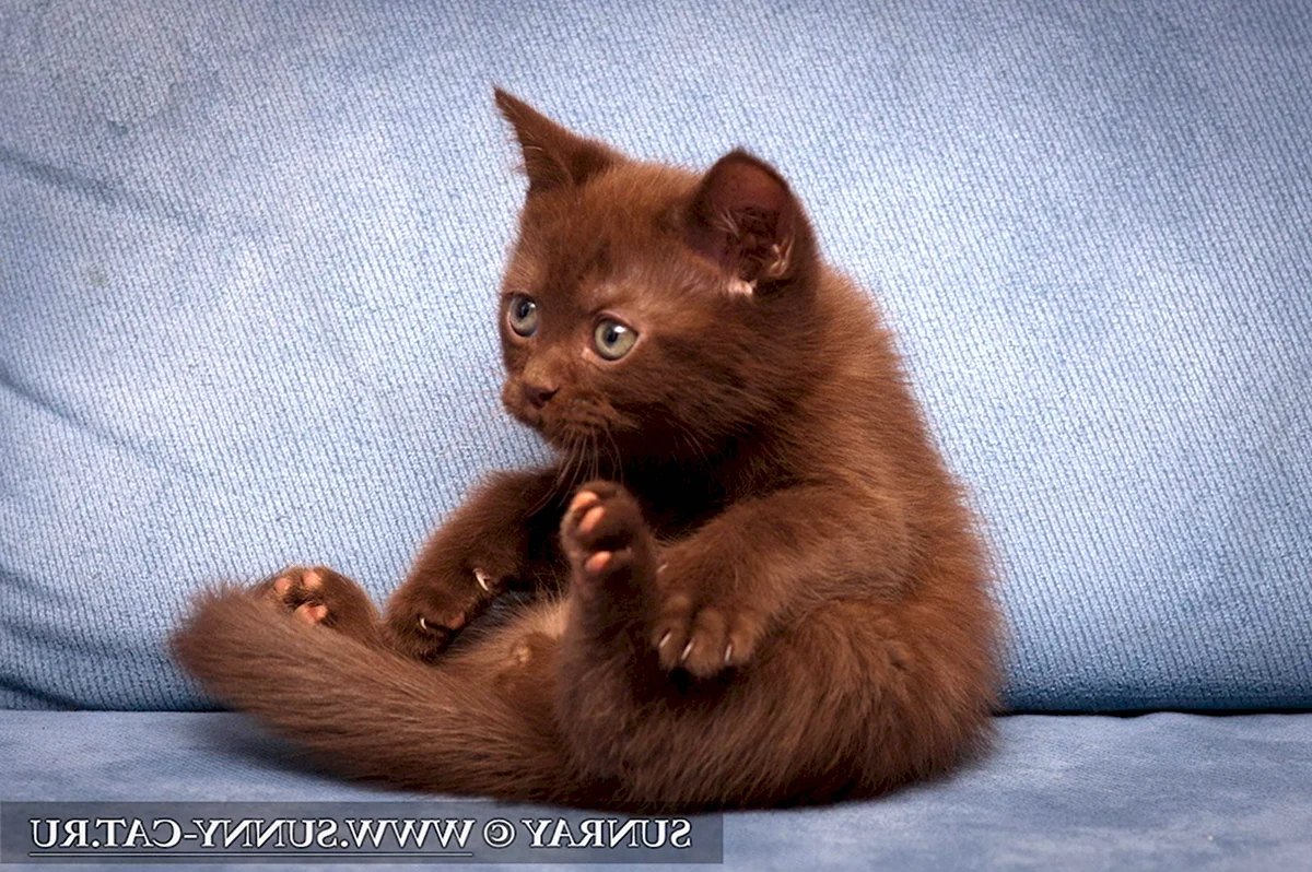 Шоколадный британец котенок