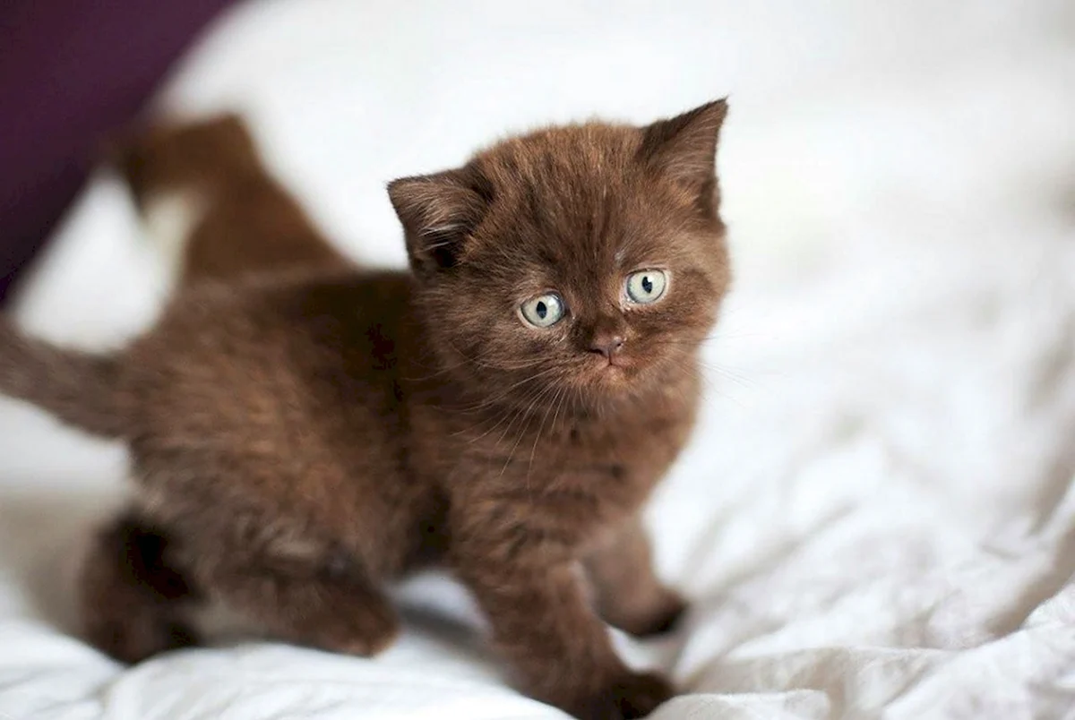 Шоколадный кот британец котенок