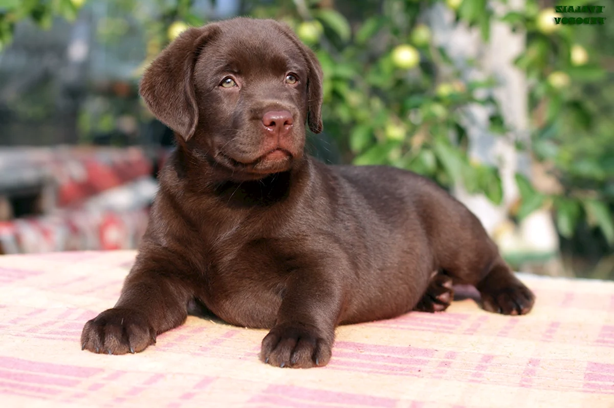 Шоколадный лабрадор щенок