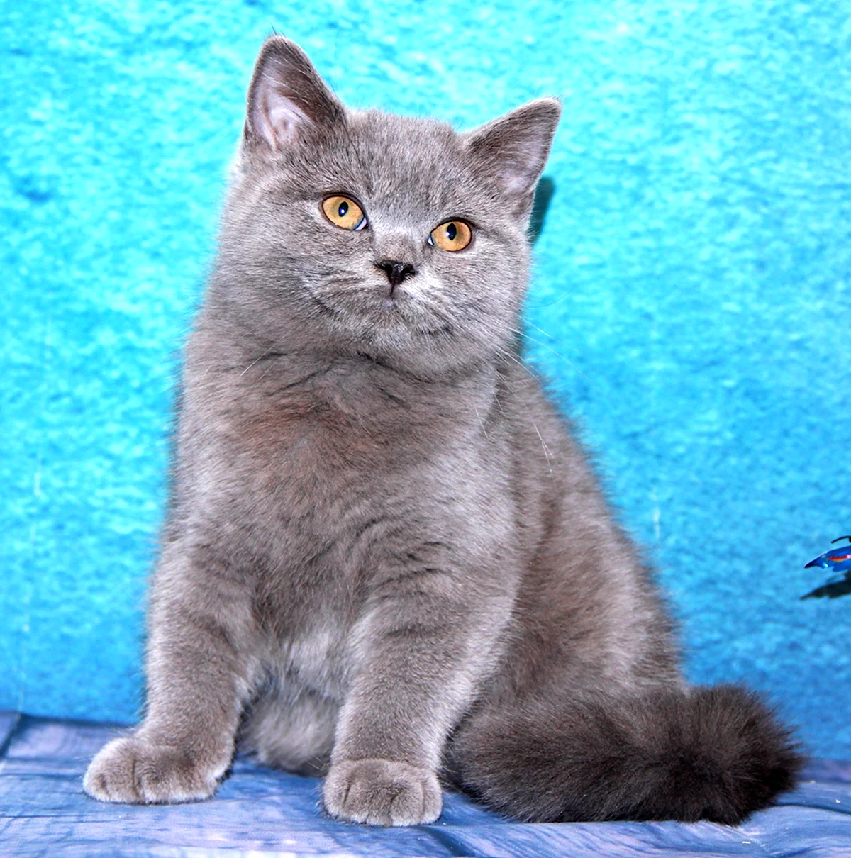 Шотландская голубая кошка прямоухая