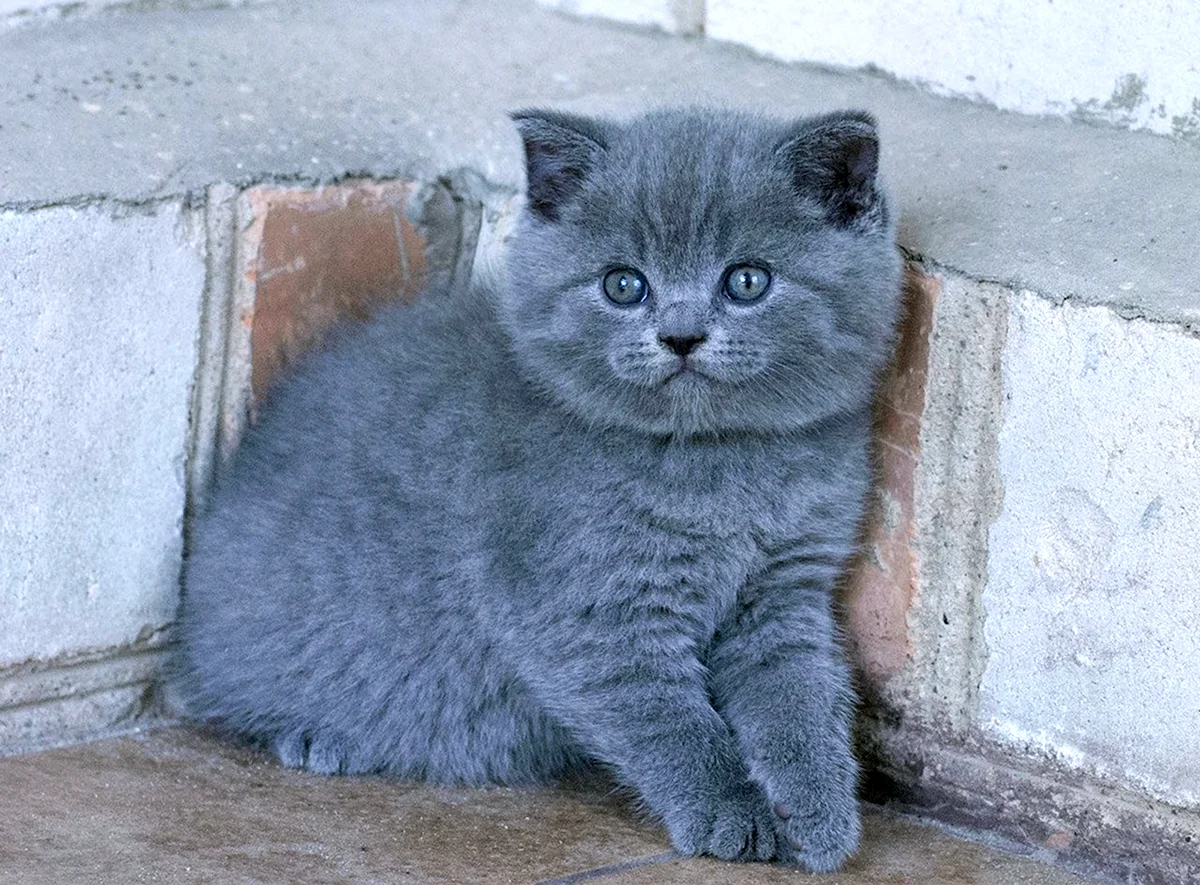 Шотландская голубая кошка прямоухая