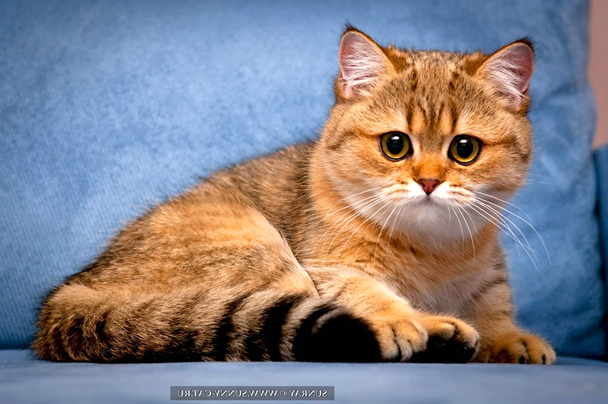 Шотландская короткошёрстная Золотая кошка
