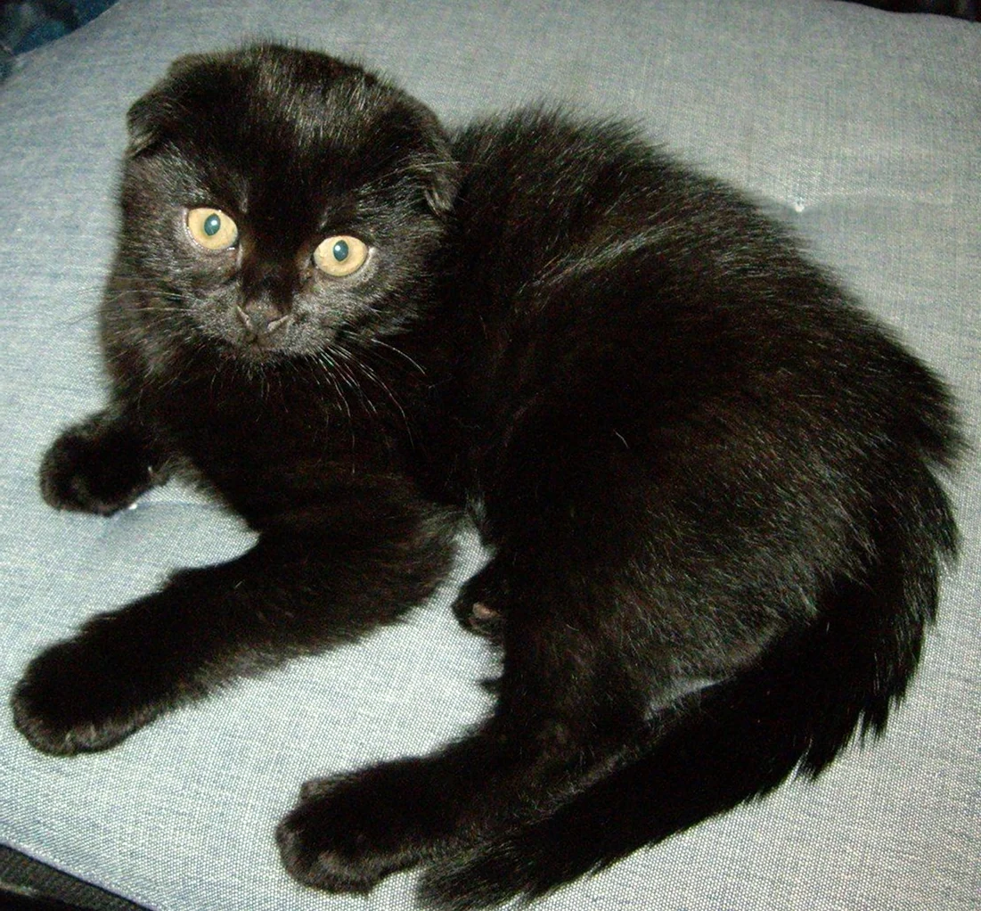 Шотландская кошка короткошерстная черная вислоухая