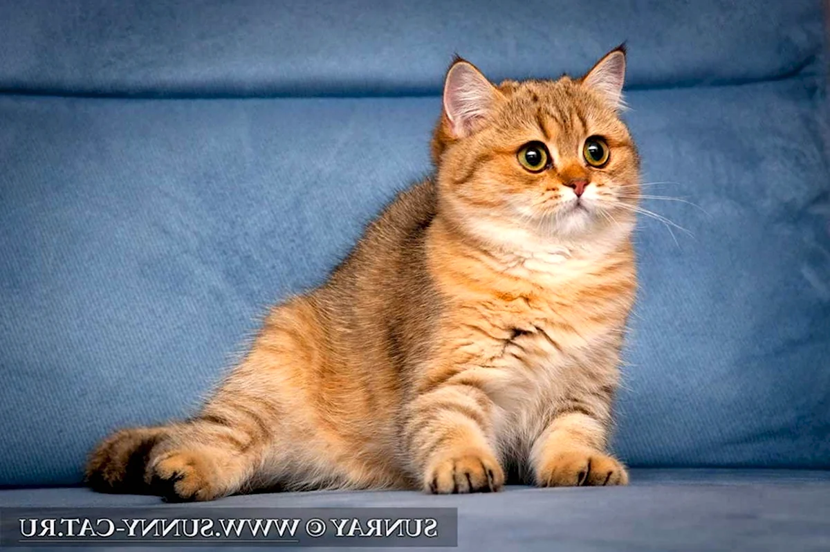 Шотландская кошка прямоухая Золотая шиншилла