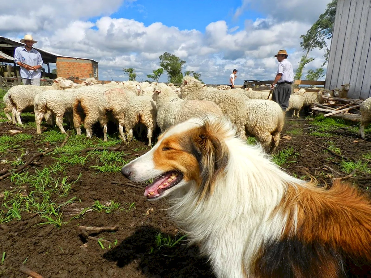Шотландская овчарка колли пастушья