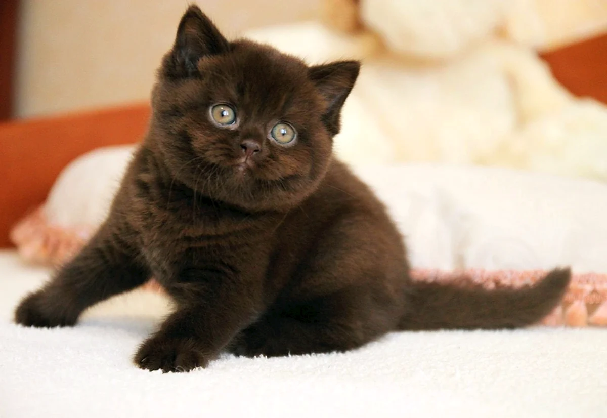 Шотландская шоколадная кошка прямоухая