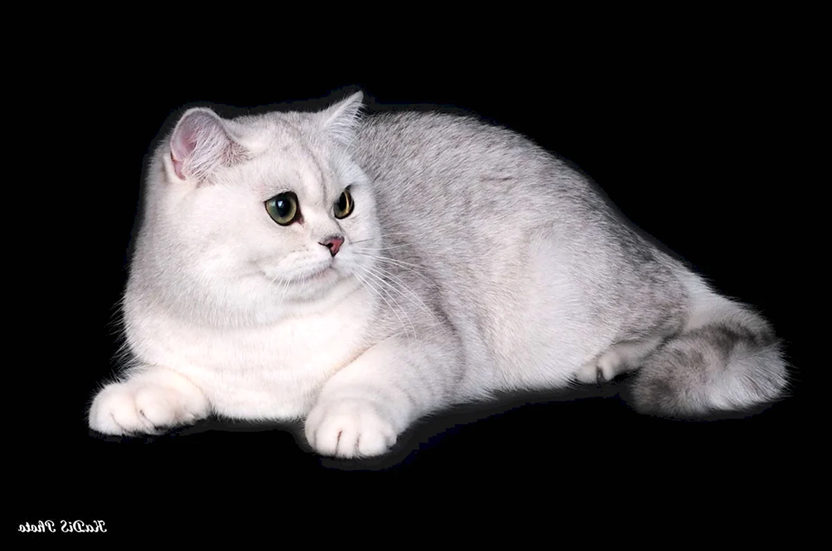 Шотландская вислоухая кошка белая мраморная