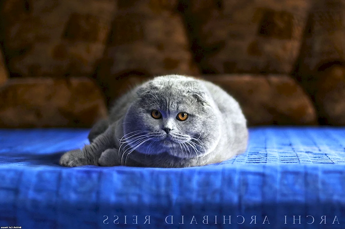 Шотландская вислоухая кошка голубая